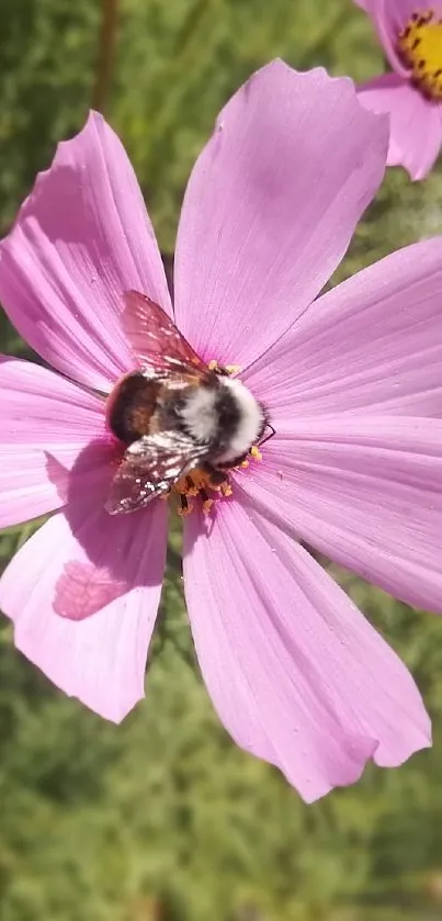 Bee rests on a vibrant pink flower in nature.