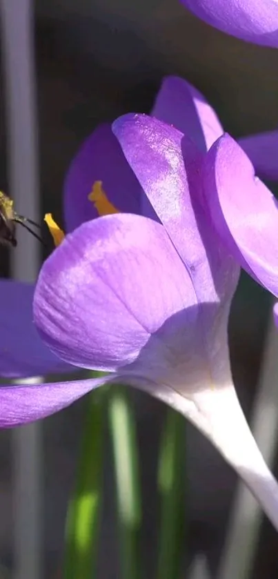 Bee perched on vibrant purple crocus in spring.