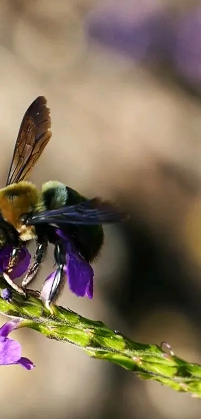 Bee perched on a purple flower, close-up shot.