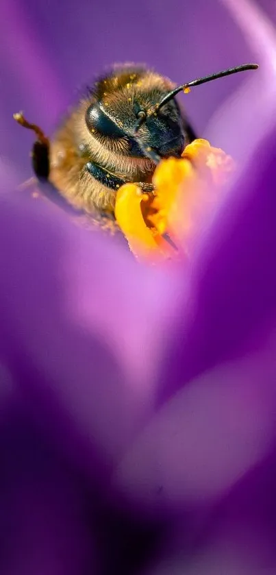 Close-up of a bee on a vibrant purple flower.