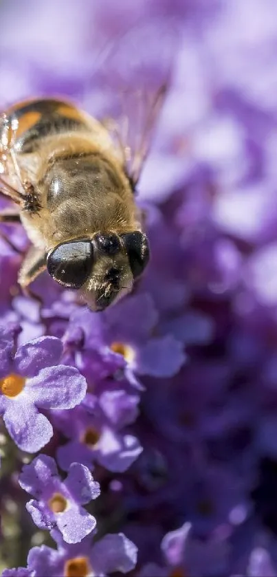 Bee on vibrant purple flowers wallpaper, perfect for phones.