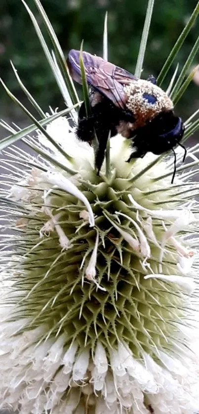 Close-up of a bee on a spiky green flower.