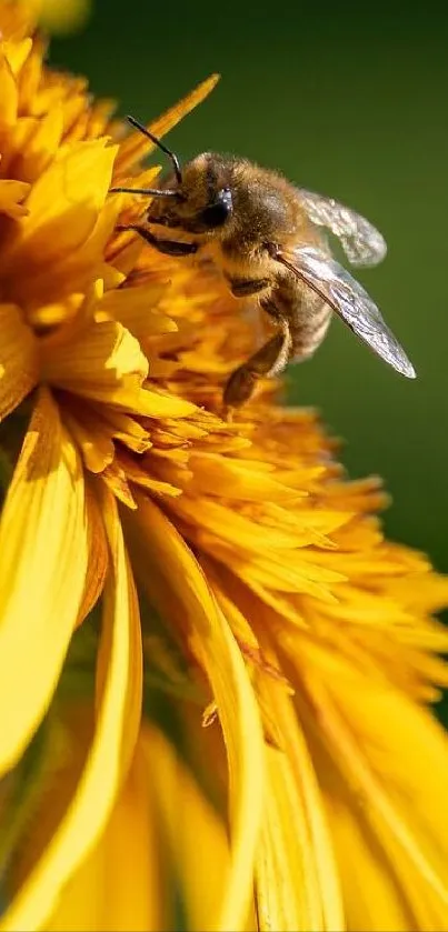 Close-up of a bee on a bright yellow sunflower, showcasing vivid details.