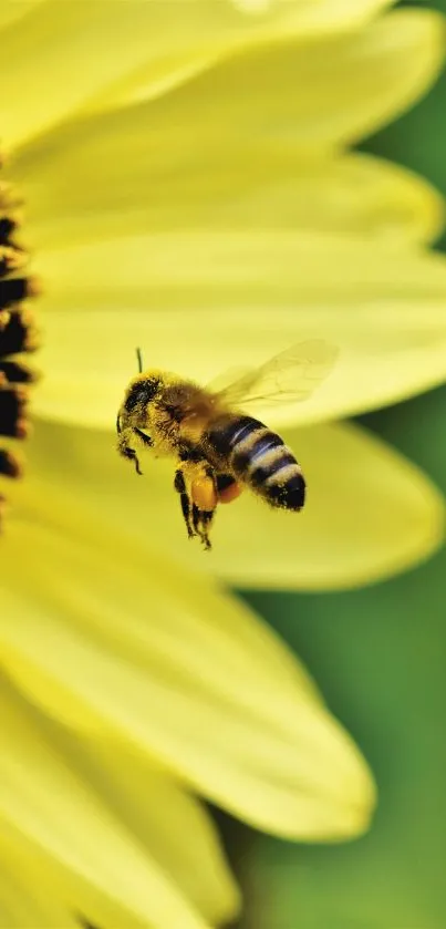 Close-up of a bee on a vibrant yellow sunflower.