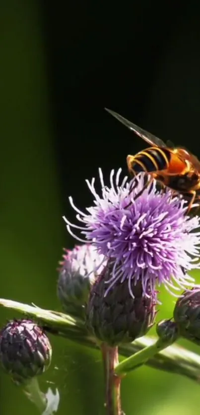 Bee perched on a vibrant purple thistle in lush green background.