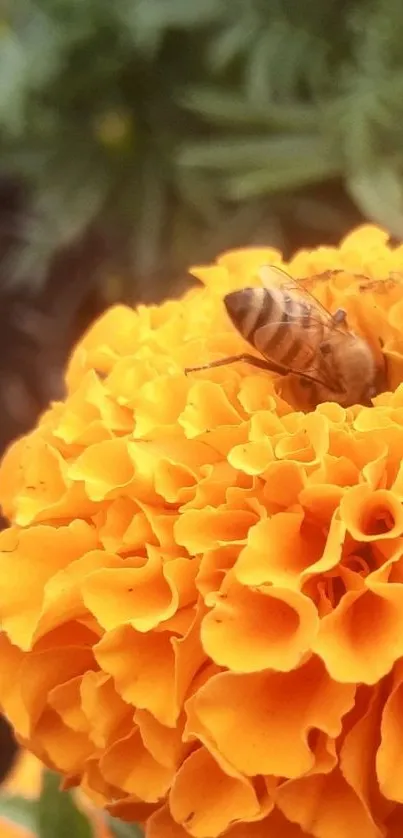 Macro shot of a bee resting on a vibrant orange marigold flower.