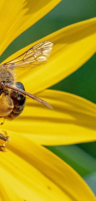 Bee on a vibrant yellow flower close-up, perfect for a nature-themed wallpaper.