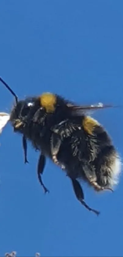 Bee hovering near white flower against blue sky background.