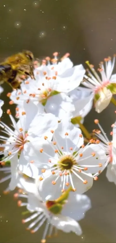 Bee perched on white blossoms in nature.