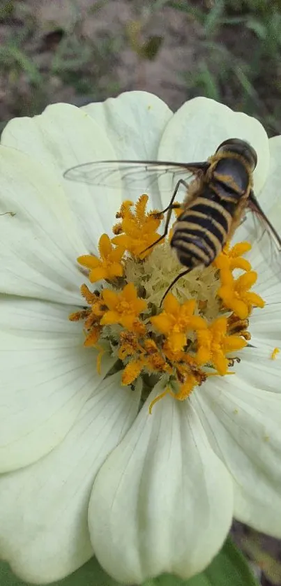 Close-up of a bee on a white flower with green leaves.