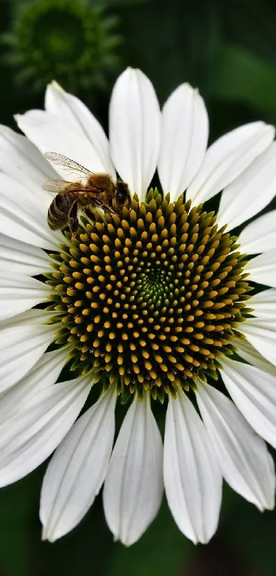 Bee rests on a white flower with green backdrop.