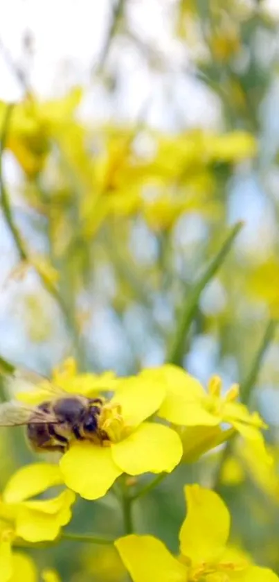 Close-up of bee on a yellow flower with blurred nature background.