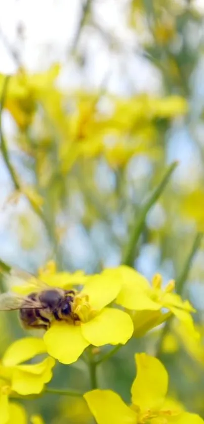 Bee on bright yellow flower in nature background wallpaper.