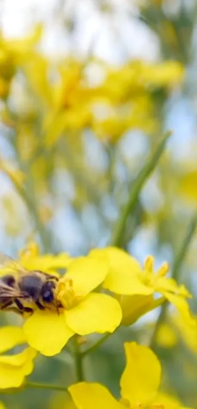 Close-up of a bee on a vibrant yellow flower against a blurred background.