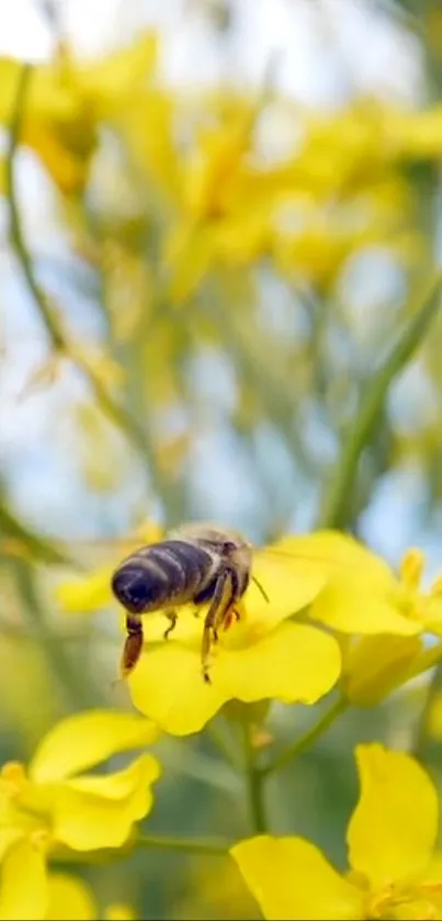 Close-up of a bee on vibrant yellow flowers with a blurred background.