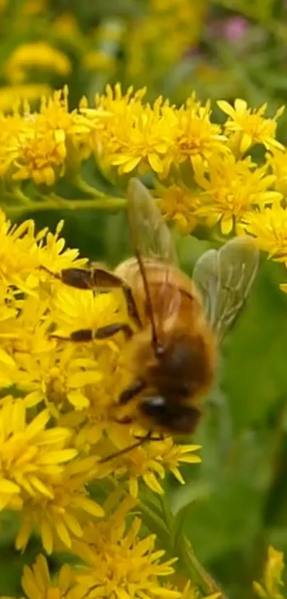 Close-up of a bee on vibrant yellow flowers, highlighting natural beauty.