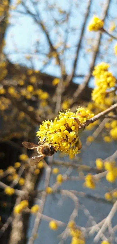 Bee on a branch with vibrant yellow blossoms in spring.