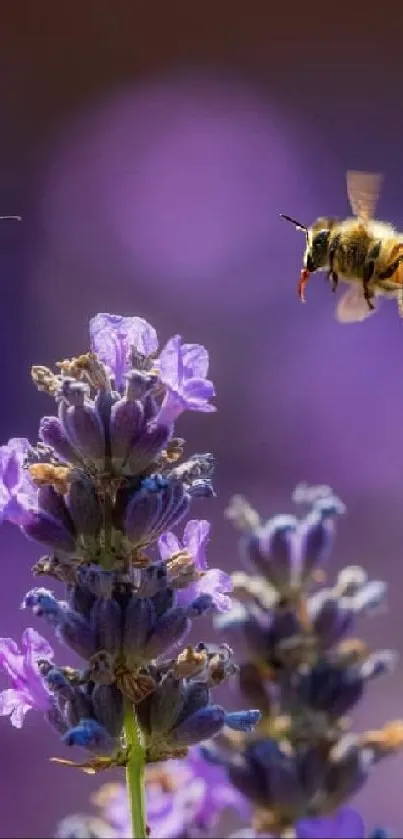 Bees flying over vivid purple flowers, showcasing natural beauty.