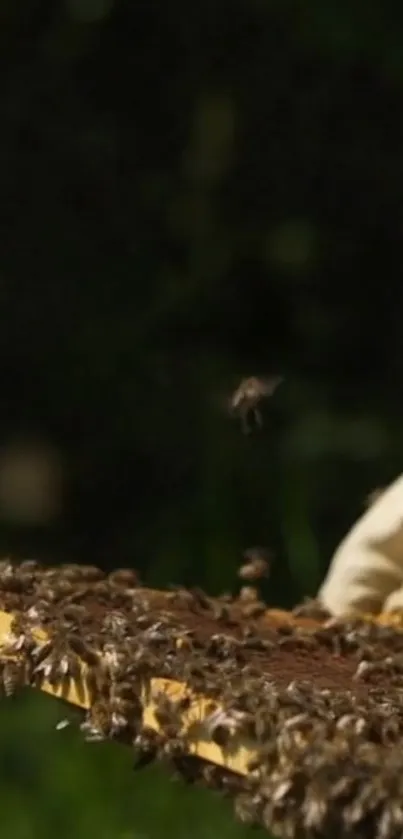 Bees on a wooden hive in lush green nature.