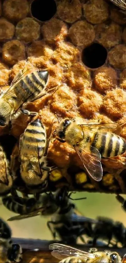 Close-up of bees on a honeycomb in nature.