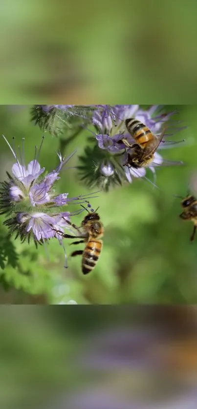 Close-up image of bees on lavender flowers in a natural setting.