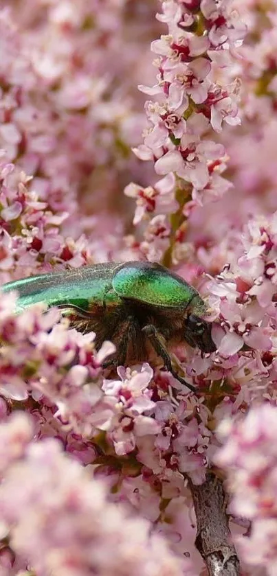 Vibrant green beetle on pink blossoms wallpaper.