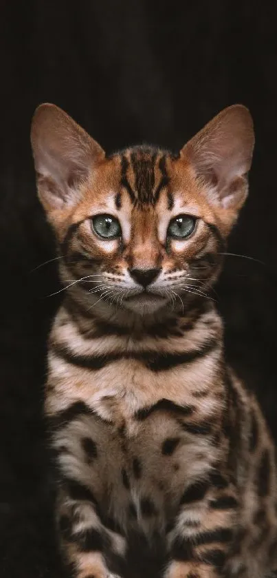 Close-up of a striking Bengal cat with vivid stripes and glowing eyes.