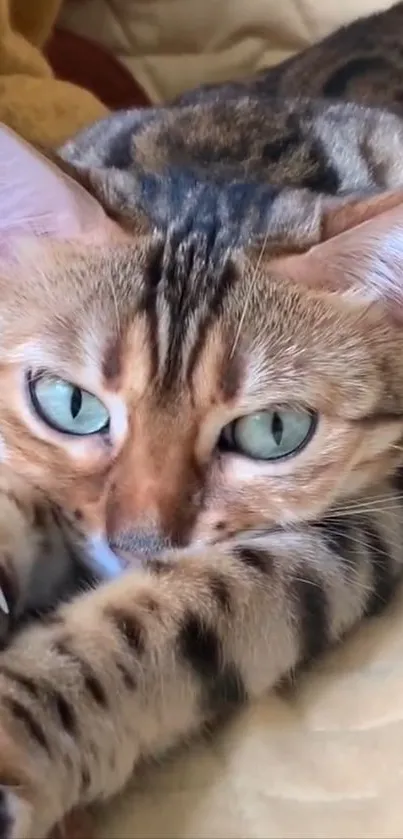 Bengal cat stretching on a cozy blanket displaying vibrant green eyes.