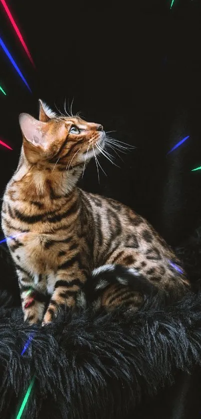 Bengal cat on black cushion with neon lights.