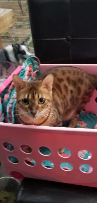 Adorable Bengal cat in pink basket with colorful background