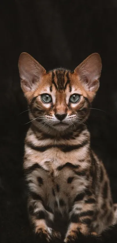 Bengal cat with striking patterns on a dark background.