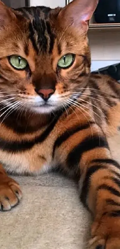 A Bengal cat with striking fur lying indoors, captured in a high-quality wallpaper image.