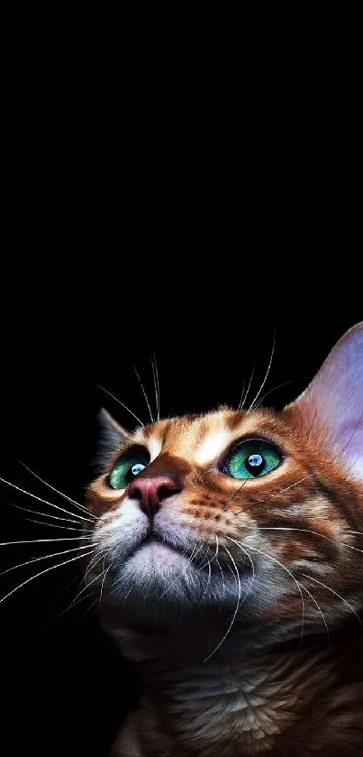 Bengal cat with green eyes on black background wallpaper.