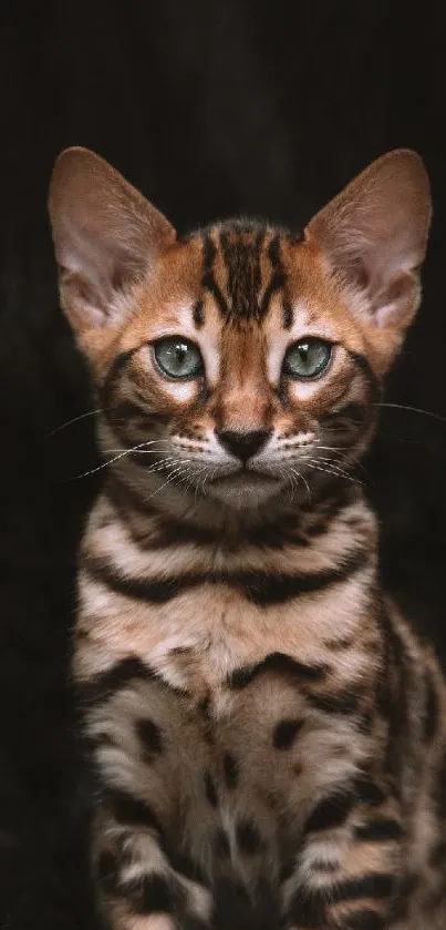 Bengal kitten with striking stripes on dark background.