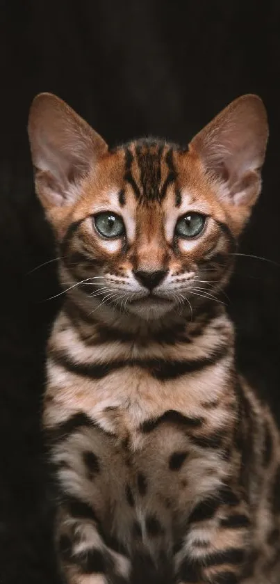 Bengal kitten with vivid markings against a dark background.