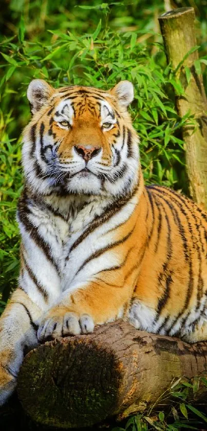 Bengal Tiger Plant Siberian Tiger Live Wallpaper