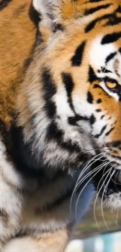 Bengal Tiger Siberian Tiger Eye Live Wallpaper