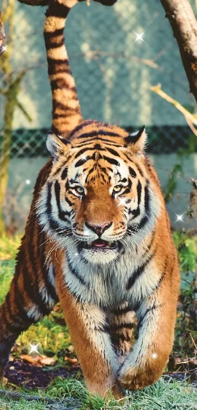 Bengal Tiger Siberian Tiger Plant Live Wallpaper