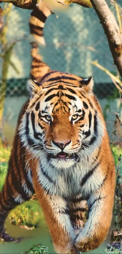 Bengal Tiger Siberian Tiger Plant Live Wallpaper