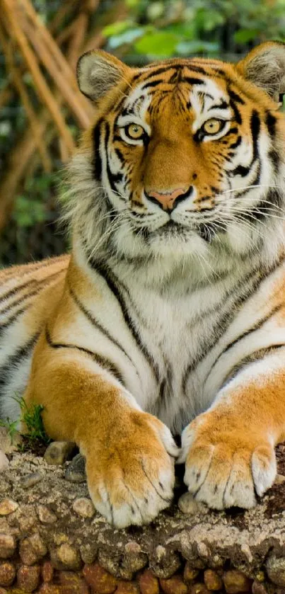 Bengal Tiger Siberian Tiger Tiger Live Wallpaper