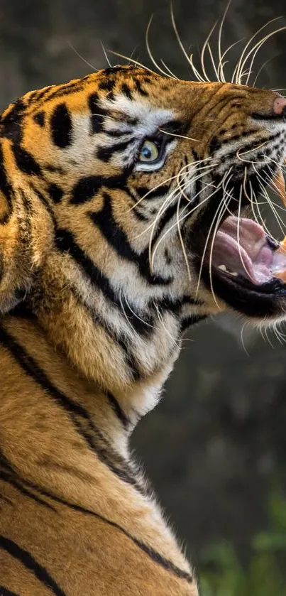 tigerrrrrr Live Wallpaper