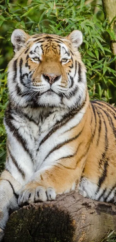 Bengal Tiger Siberian Tiger Tiger Live Wallpaper