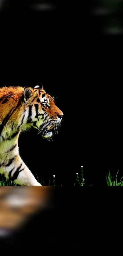 Bengal Tiger Siberian Tiger Tiger Live Wallpaper