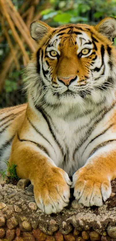Bengal tiger  Live Wallpaper
