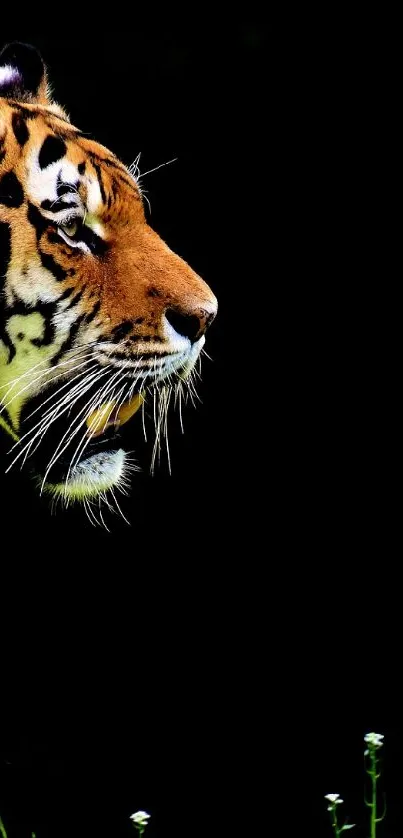 Bengal Tiger Siberian Tiger Tiger Live Wallpaper