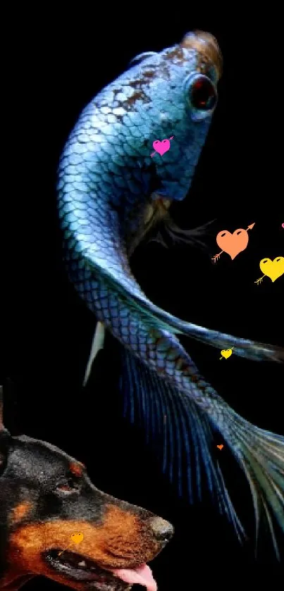 A blue betta fish with a Doberman on a dark mobile wallpaper.
