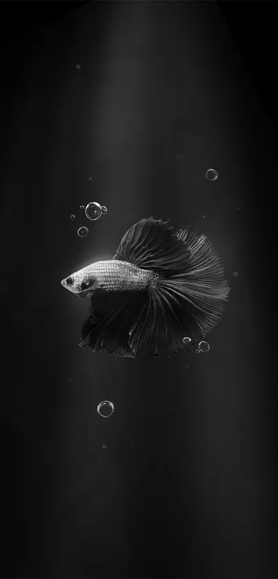 Black and white mobile wallpaper of a betta fish swimming with bubbles.