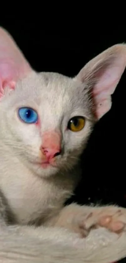 Cat with one blue eye and one yellow eye on a dark background.