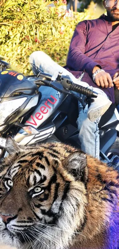 Biker posing with motorcycle alongside a fierce tiger in nature.