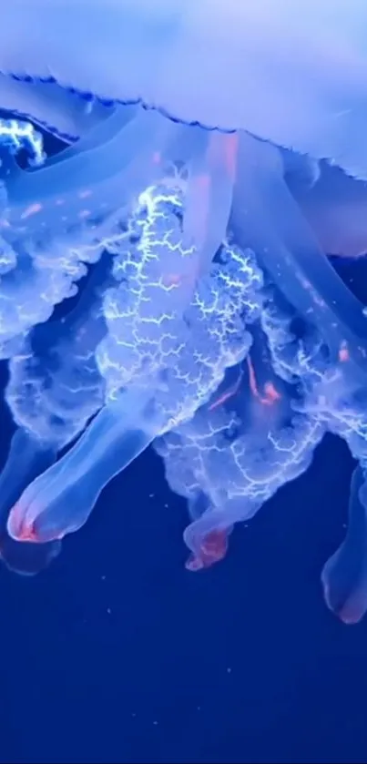 Luminescent jellyfish glows in deep blue ocean.